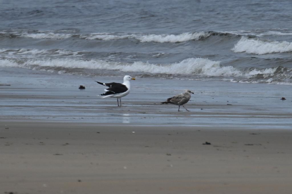 Gull, Great Black-backed, 2025-05087898 Parker River NWR, MA.JPG - Great Black-backed Gull. Parker River National Wildlife Refuge, MA, 5-8-2025